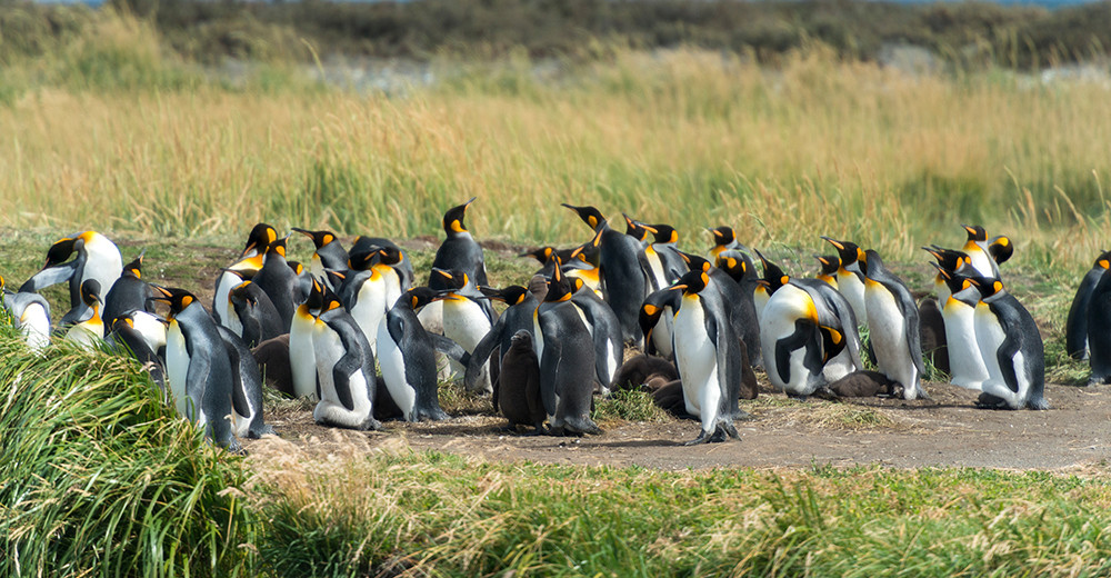 Mietwagenreise Südpatagonien und Feuerland - Lateinamerika