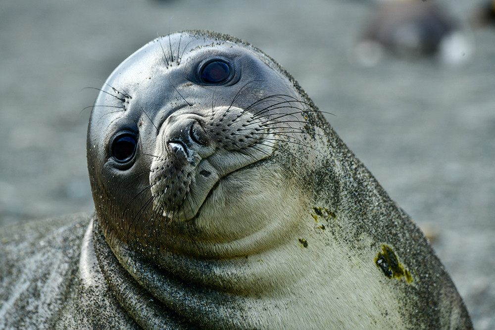 Kreuzfahrt in die Antarktis mit Polar Latitudes - Lateinamerika