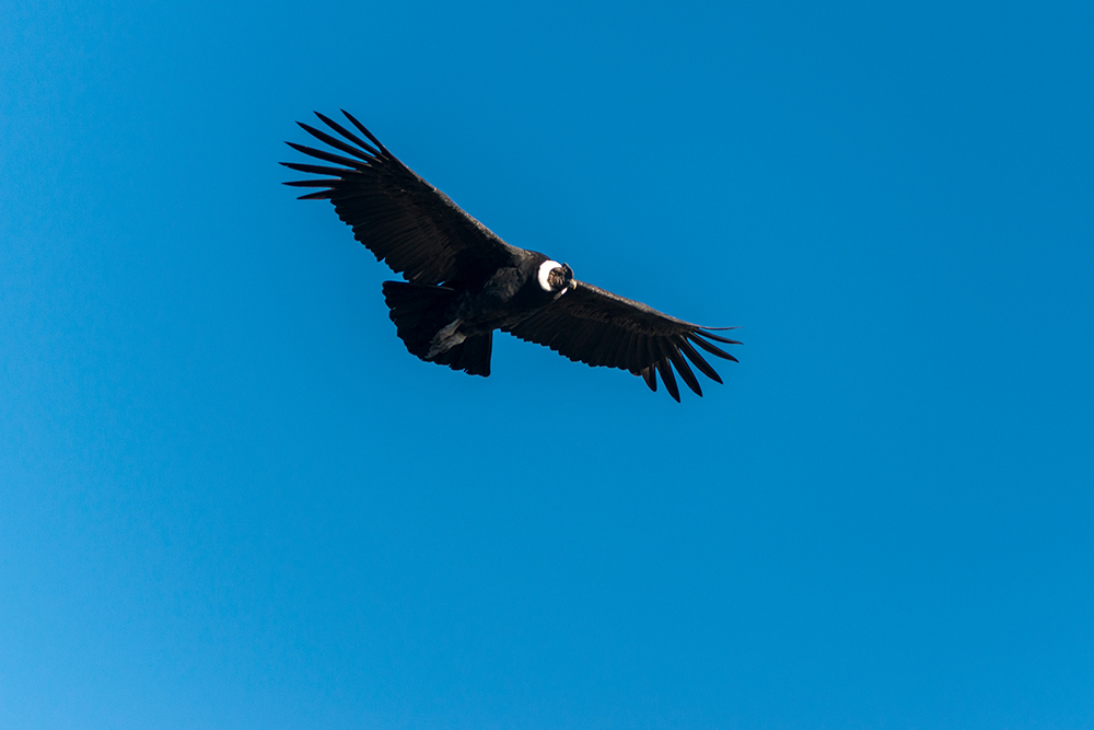Mietwagenreise nördliche Carretera Austral - Lateinamerika