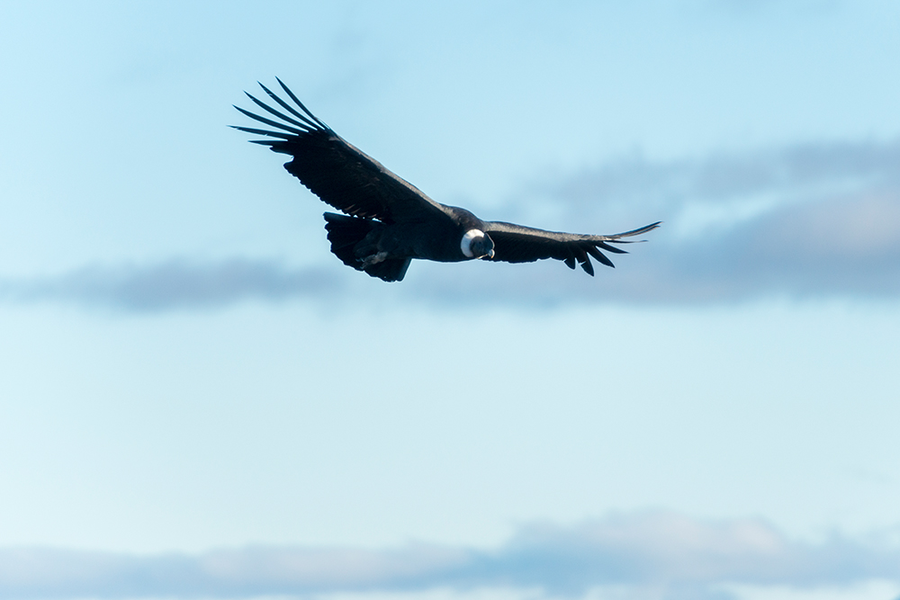 Mietwagenreise Carretera Austral - Bis ans Ende der Traumstraße - Lateinamerika