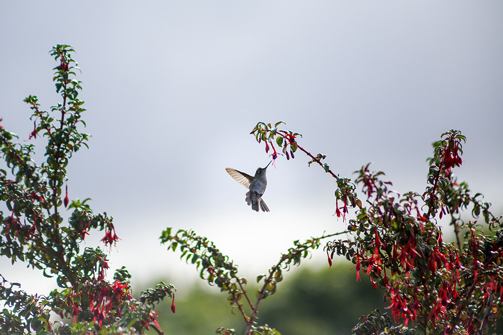 Mietwagenreise Seengebiet von Argentinien & Chile - Lateinamerika