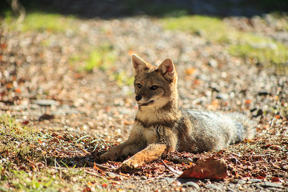 Mietwagenreise nördliche Carretera Austral - Lateinamerika