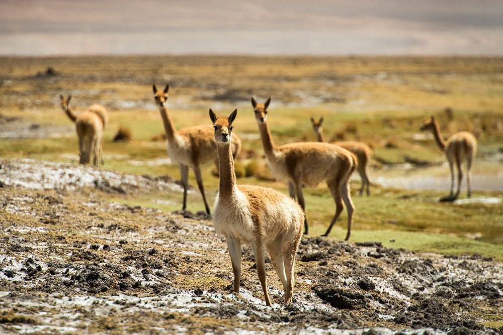 Mietwagenreise Chiles Norden - Lateinamerika