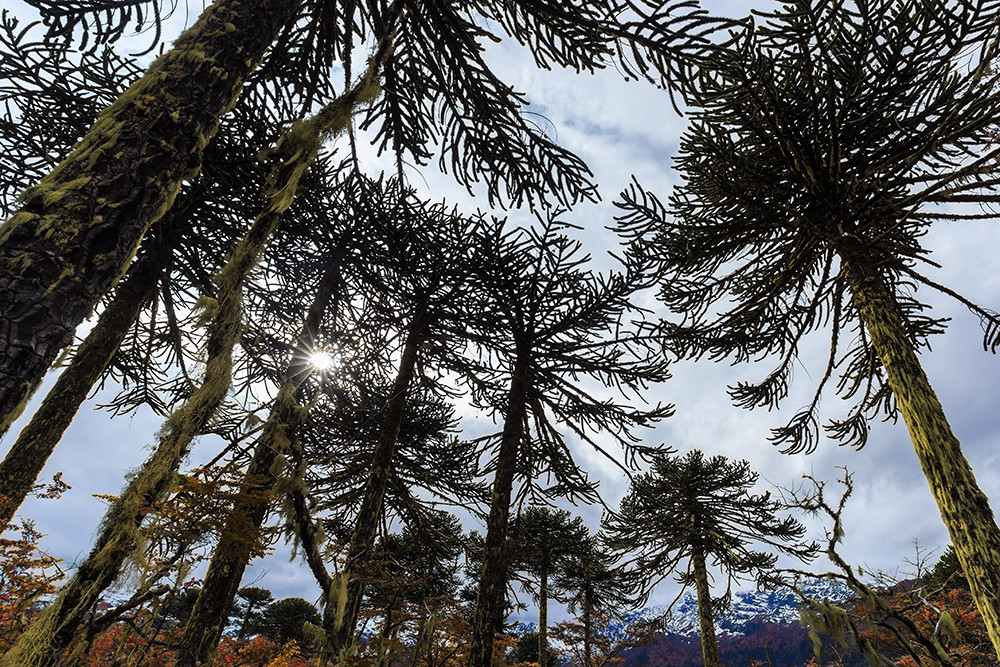 Mietwagenreise Seengebiet von Argentinien & Chile - Lateinamerika