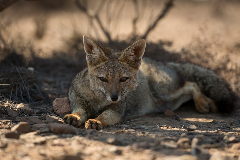 Mietwagenreise Anden und Wüste - Lateinamerika