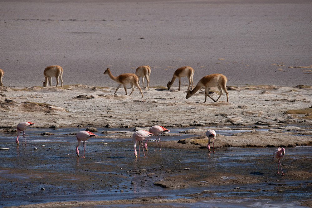 Geführte Mietwagenreise Atacama & Altiplano - Lateinamerika