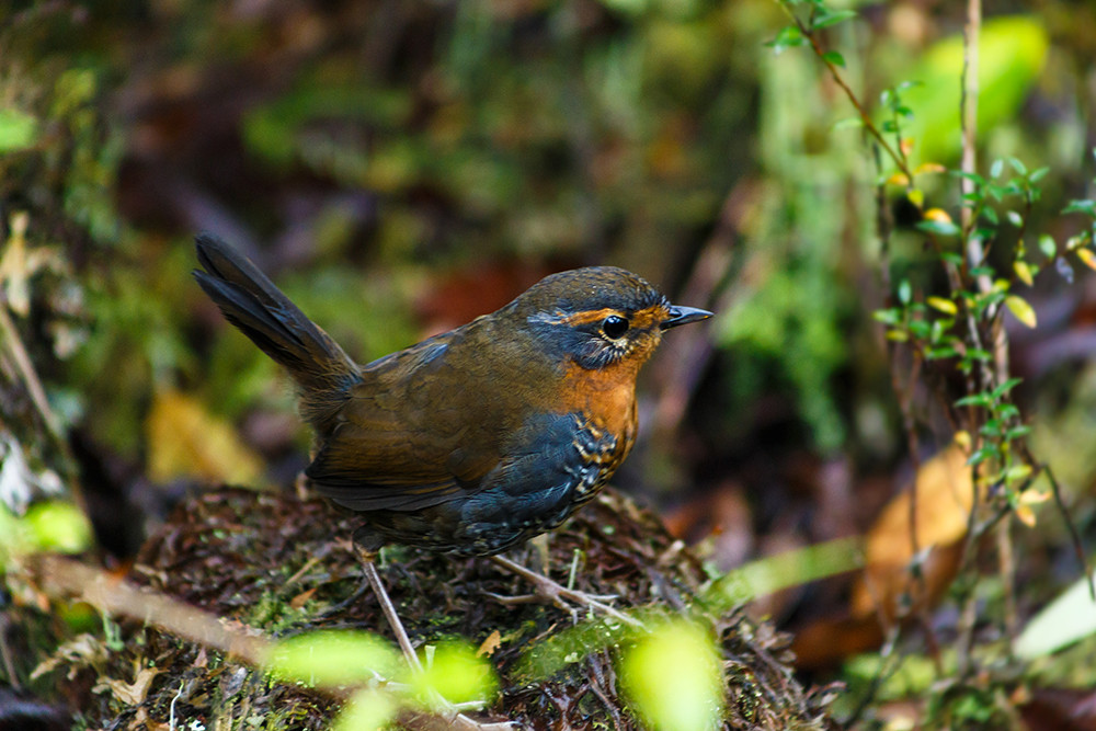 Gruppenreise Nördliche Carretera Austral per eBike - Auf zwei Rädern ins Herz Patagoniens - Lateinamerika