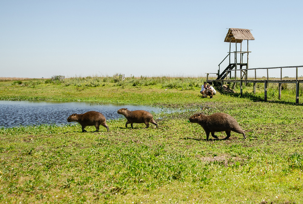Individualreise Uruguay, Argentinien & Brasilien - Lateinamerika