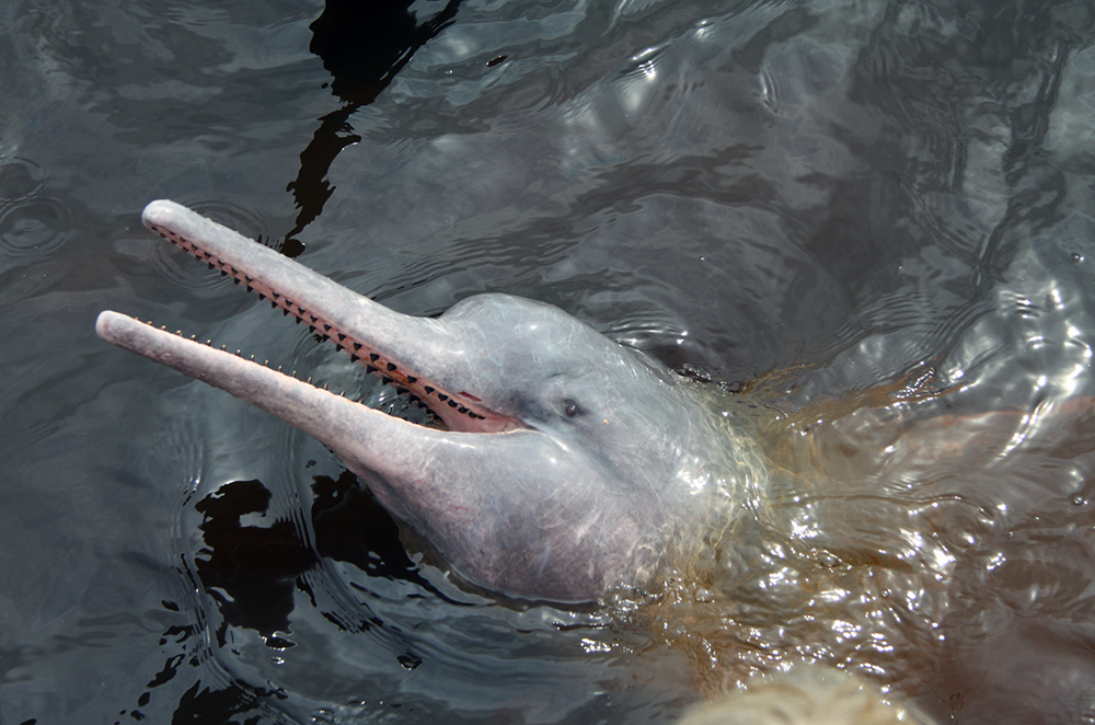 Gruppenreise Naturwunder Brasilien - Lateinamerika