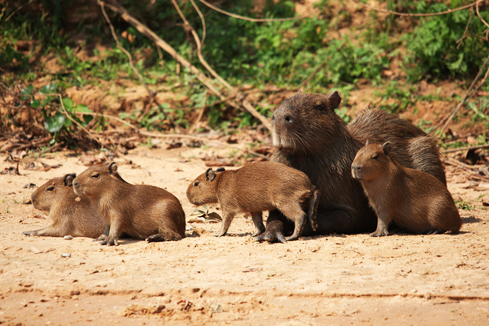 Gruppenreise Naturwunder Brasilien - Lateinamerika