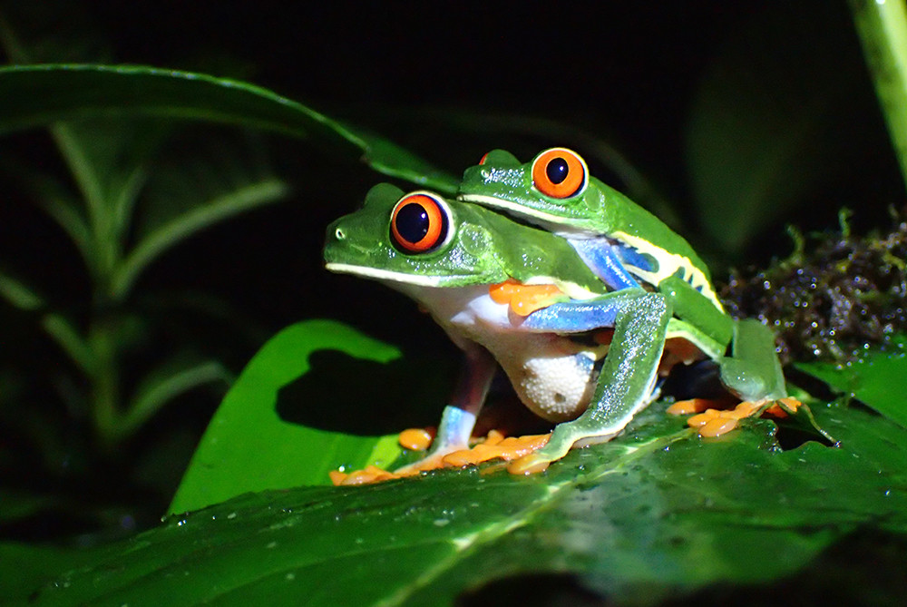 Mietwagenreise Costa Ricas Norden - Lateinamerika