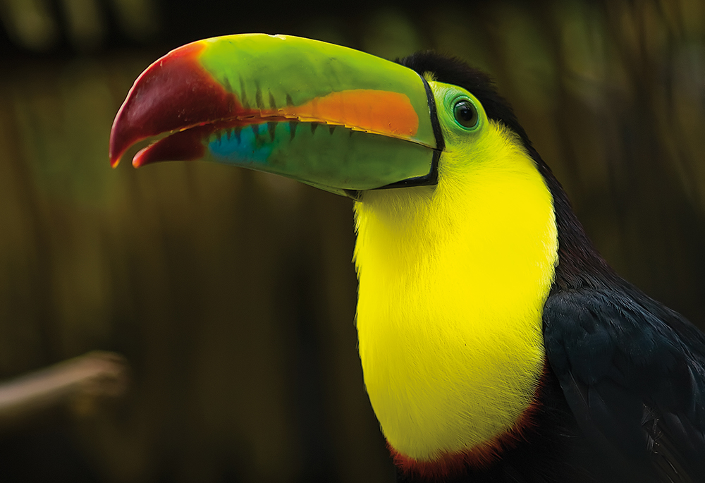 Mietwagenreise Costa Ricas Karibik & Süden - Lateinamerika