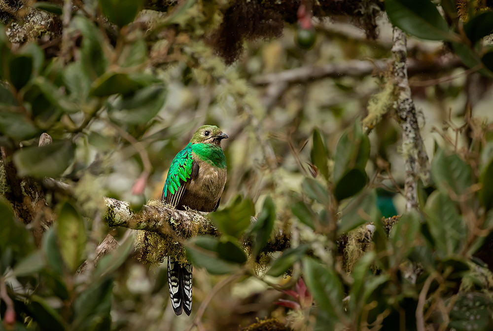 Mietwagenreise Costa Ricas Karibik & Süden - Lateinamerika