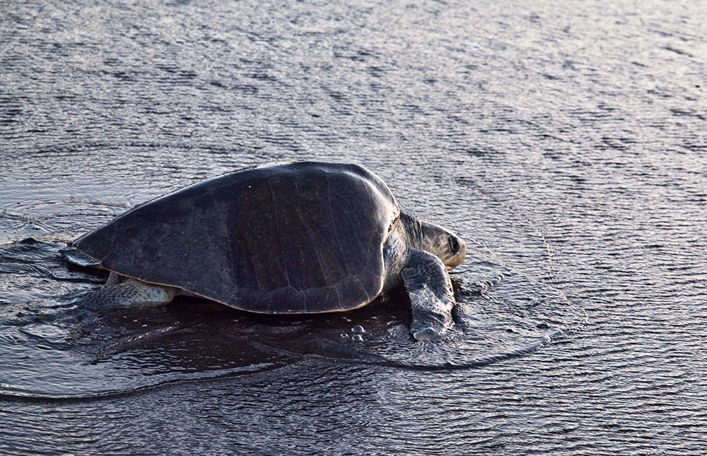 Individualreise Karibik Costa Rica & Panama - Lateinamerika