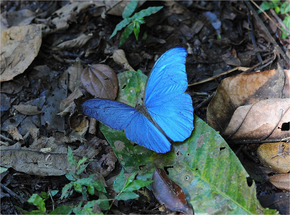 Mietwagenreise Panama intensiv mit San Blas - Lateinamerika