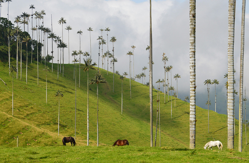 Gruppenreise Höhepunkte Kolumbien - Lateinamerika