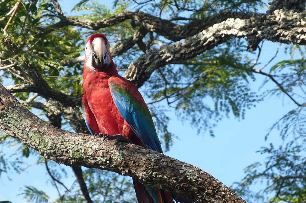 Gruppenreise Naturwunder Brasilien - Lateinamerika