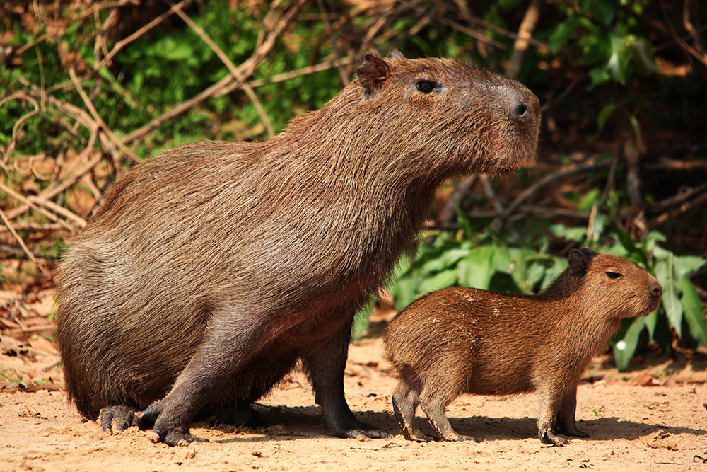 Mietwagenreise Pantanal & Bonito - Lateinamerika