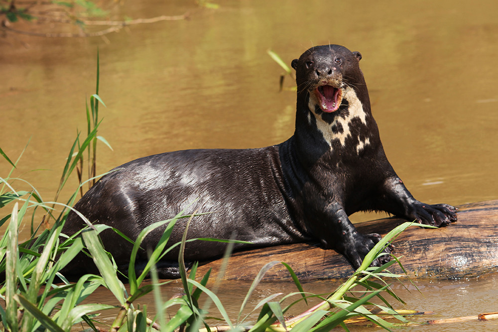 Gruppenreise Naturwunder Brasilien - Lateinamerika