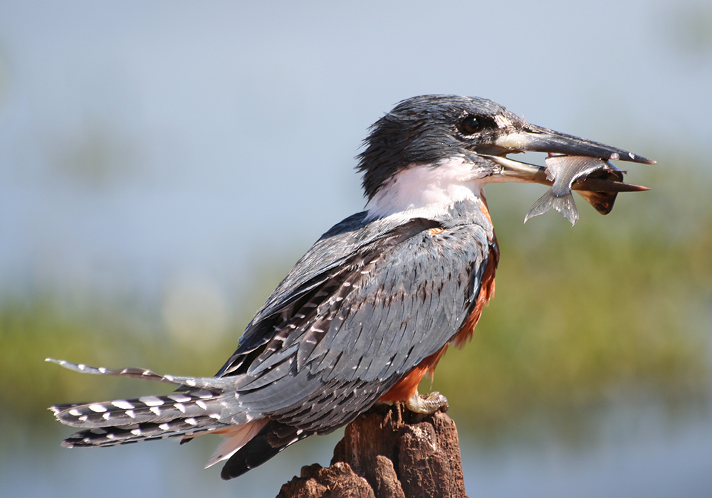 Mietwagenreise Mato Grosso - Cerrado, Amazonien & Pantanal - Lateinamerika