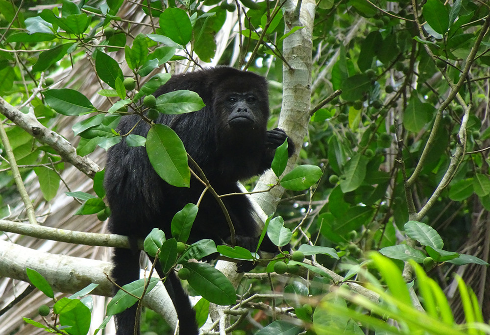 Kleine Mietwagenreise Belize - Lateinamerika