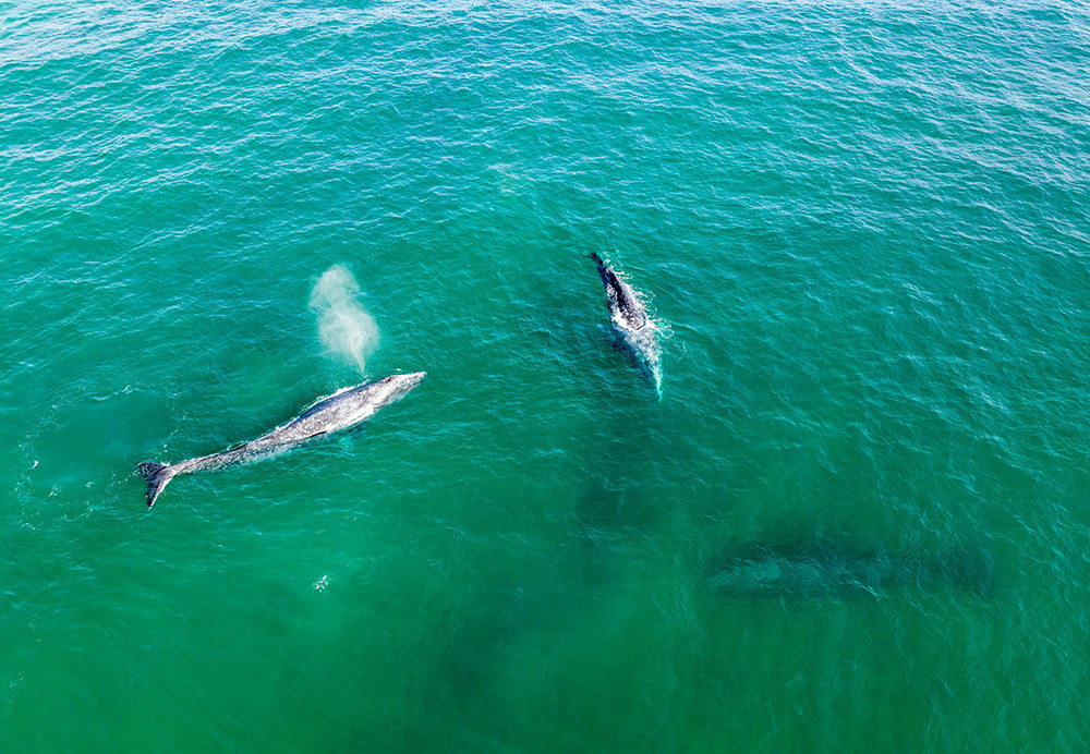 Gruppenreise Baja California Sur - Lateinamerika