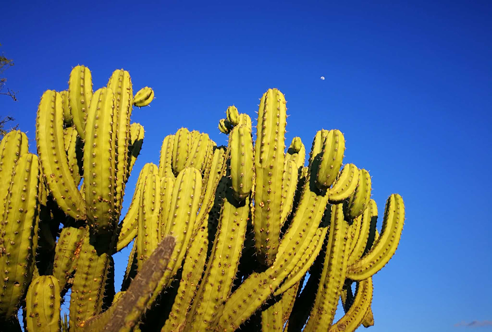 Mexikos Wilder Westen mit dem Mietwagen - Lateinamerika