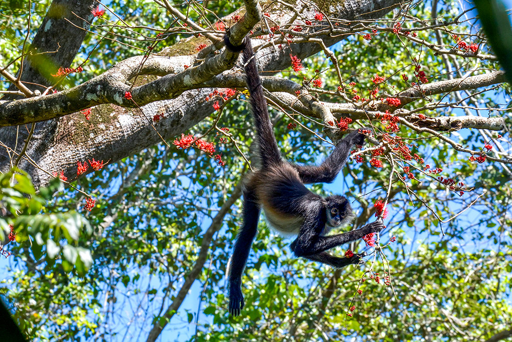 Gruppenreise durch Guatemala & Honduras - Lebendige Kultur - Lateinamerika