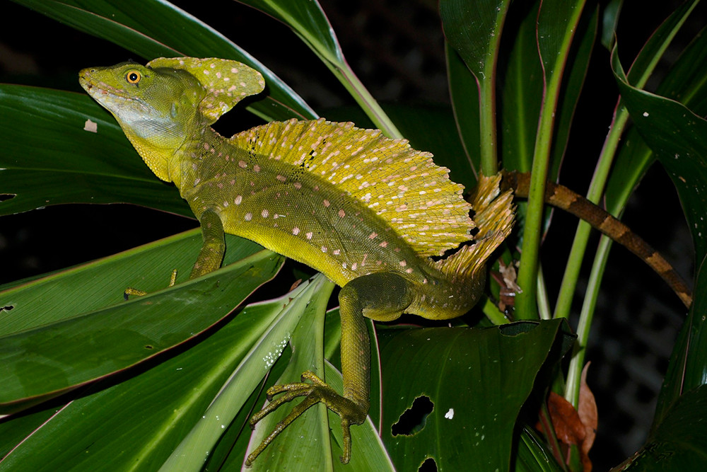 Gruppenreise Nicaragua intensiv - Lateinamerika