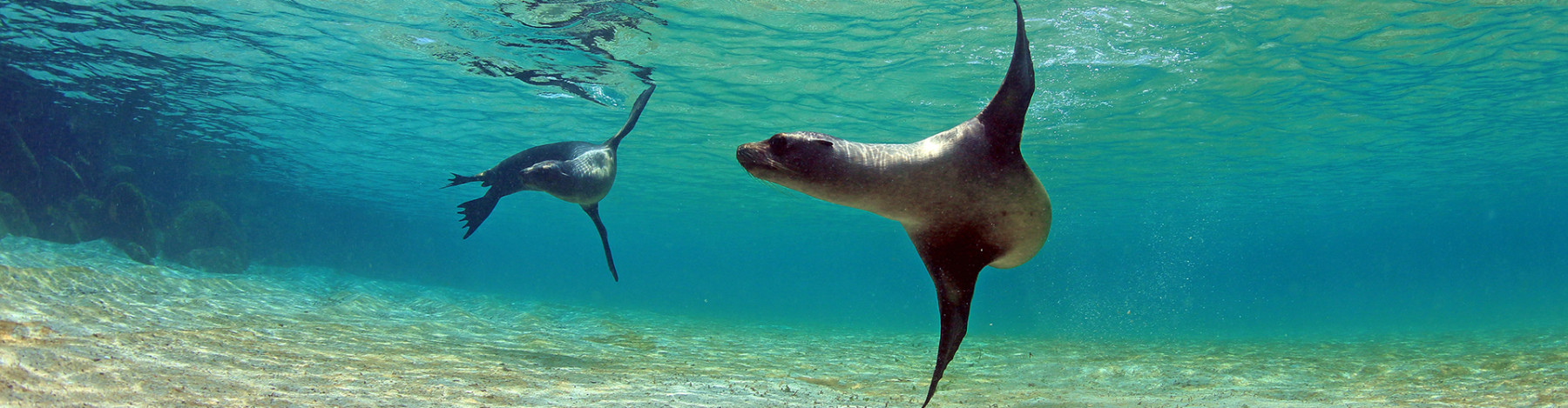 Individualreise Galapagos Insel-Hopping 6 Tage