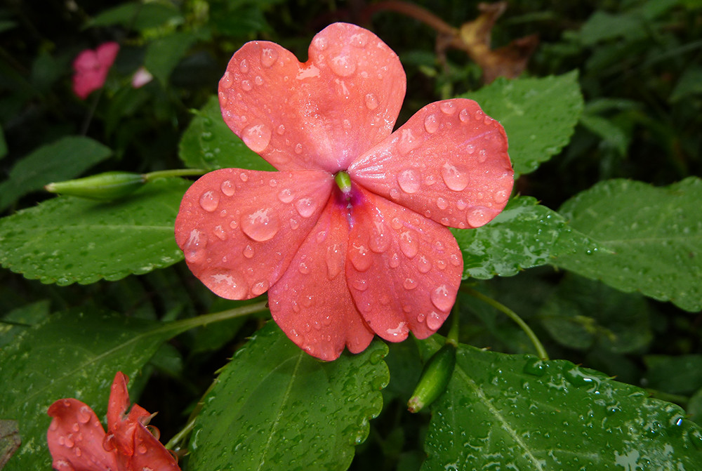 Spezialtermin - Gruppenreise mit dem eBike & Amazonas - Lateinamerika