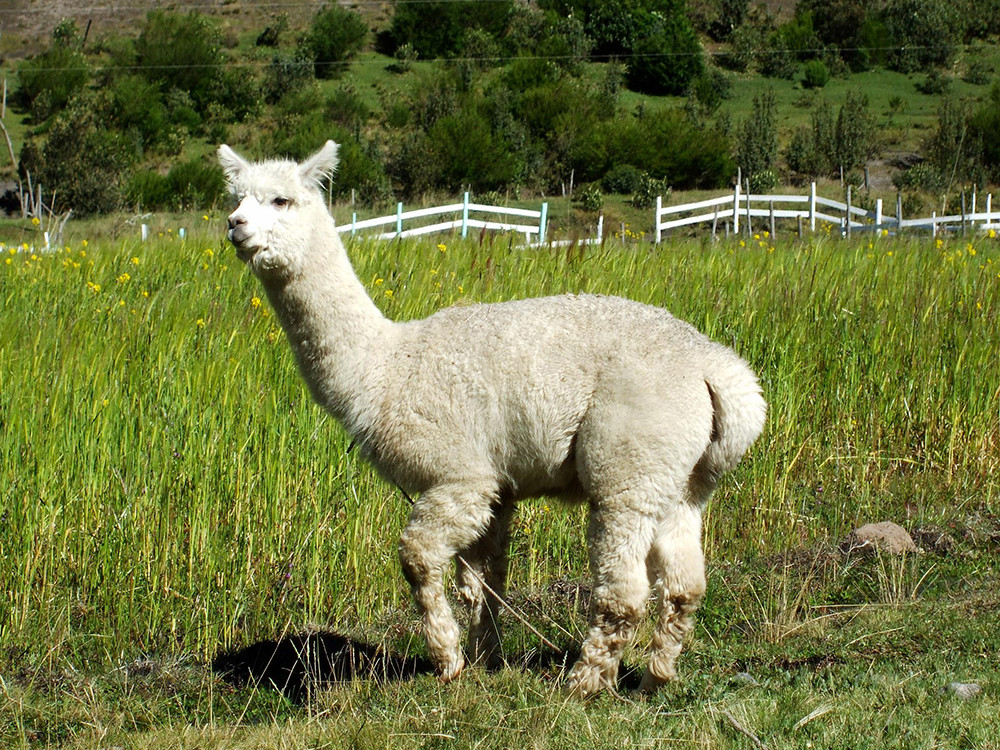 Individualreise Ecuador kompakt - Lateinamerika
