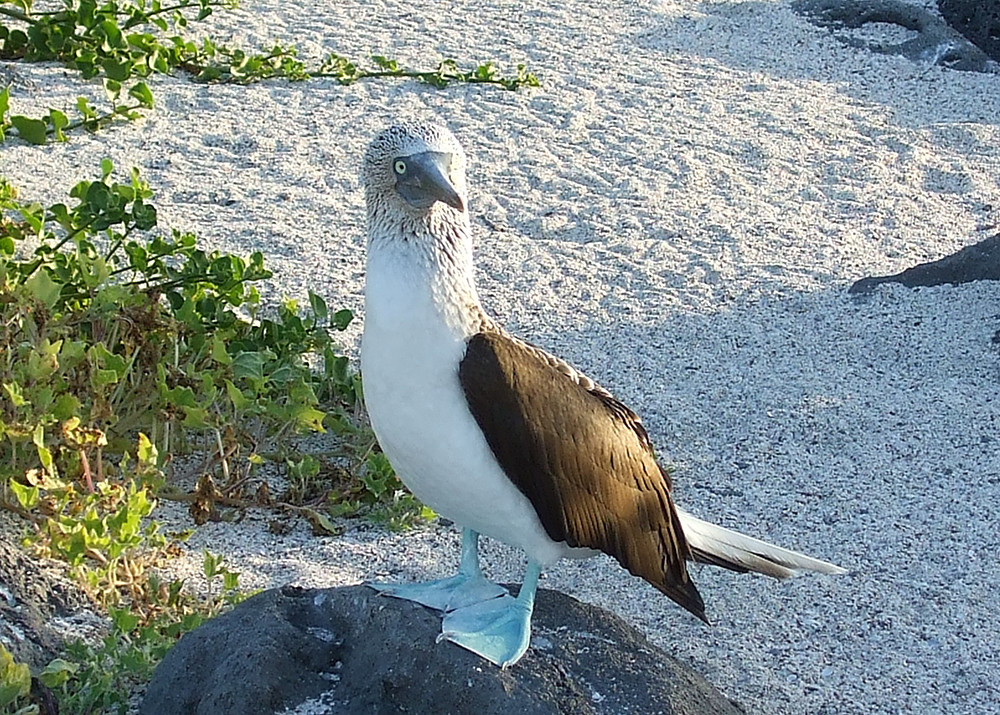 Galápagos Kreuzfahrt auf dem Katamaran Seaman Journey - Lateinamerika