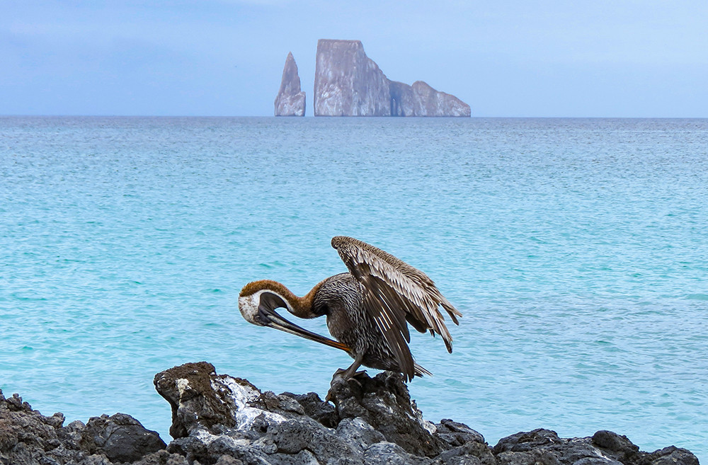 Galápagos Kreuzfahrt auf dem Katamaran Anahi - Lateinamerika