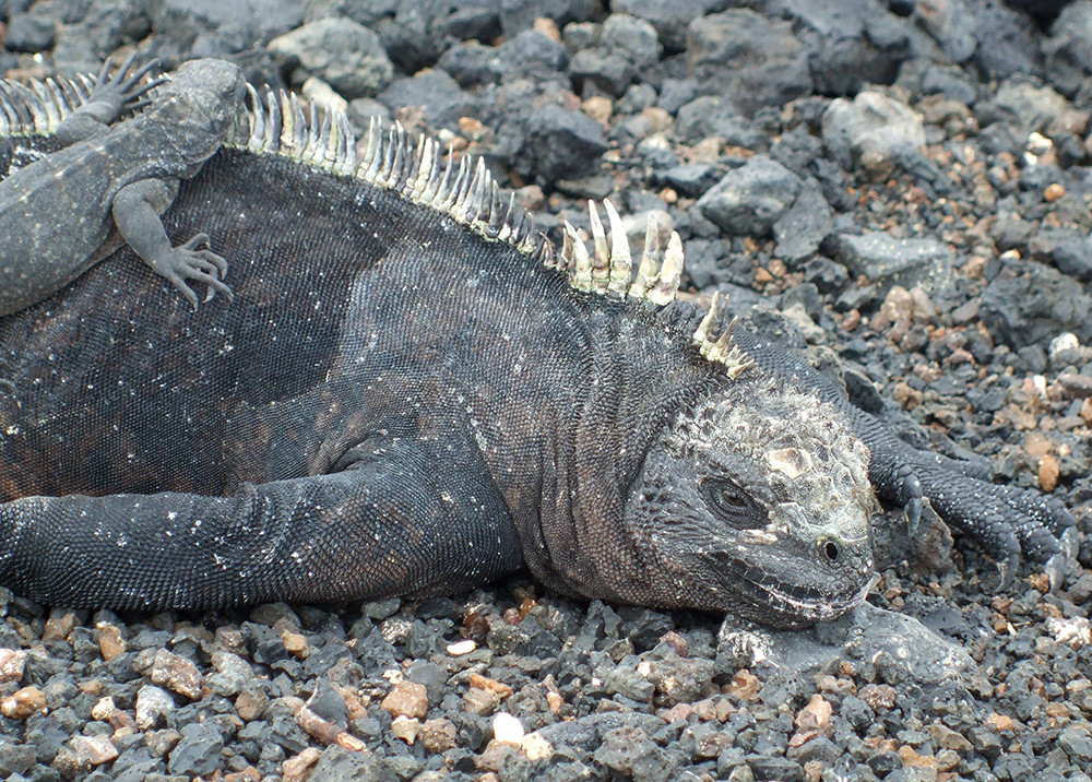 Galápagos Kreuzfahrt auf dem Katamaran Archipel - Lateinamerika