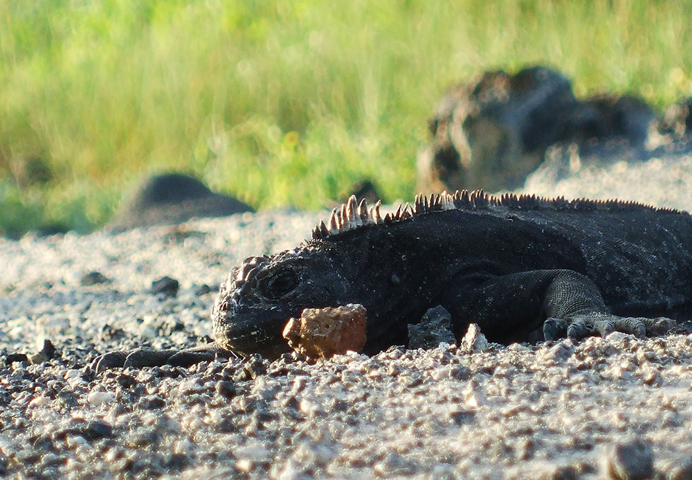 Galápagos Kreuzfahrt auf der Motoryacht Golondrina - Lateinamerika