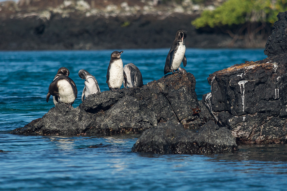 Mietwagenreise Peru & Tierparadies Galápagos - Lateinamerika