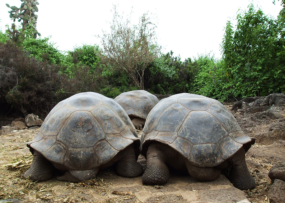 Galápagos Kreuzfahrt auf dem Katamaran Anahi - Lateinamerika