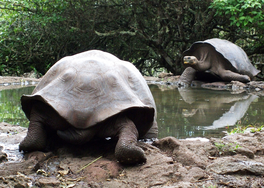Galápagos Kreuzfahrt auf dem Katamaran Archipel - Lateinamerika