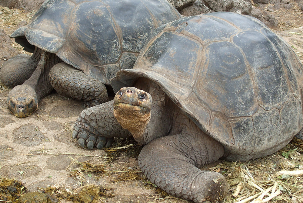 Galápagos Kreuzfahrt auf dem Katamaran Seaman Journey - Lateinamerika