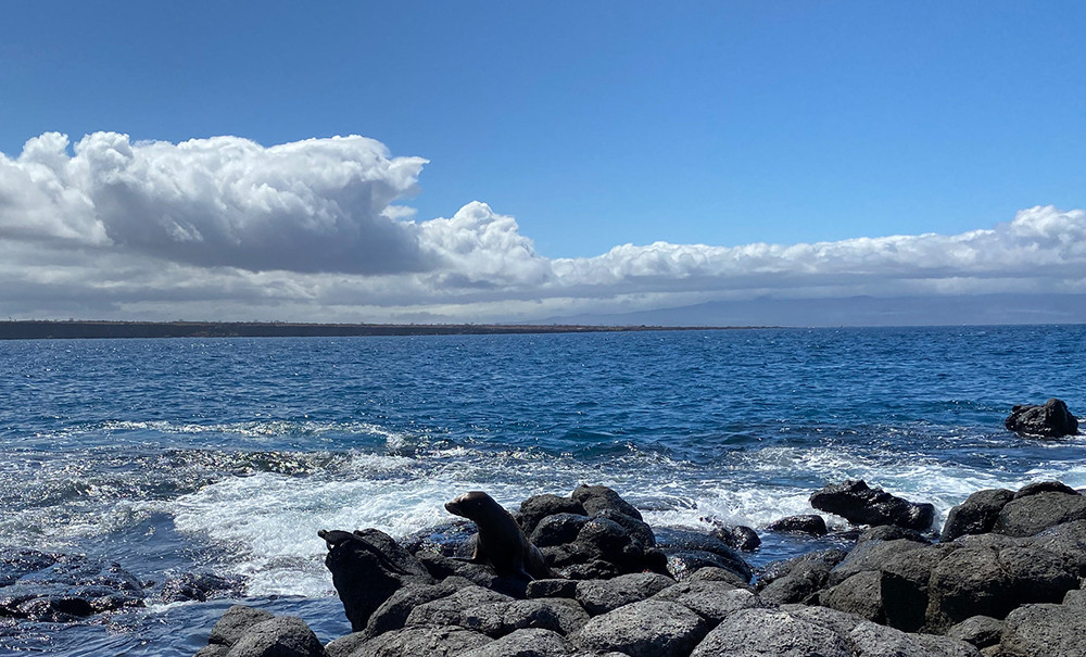 Individualreise Galápagos Insel-Hopping 5 Tage - Lateinamerika