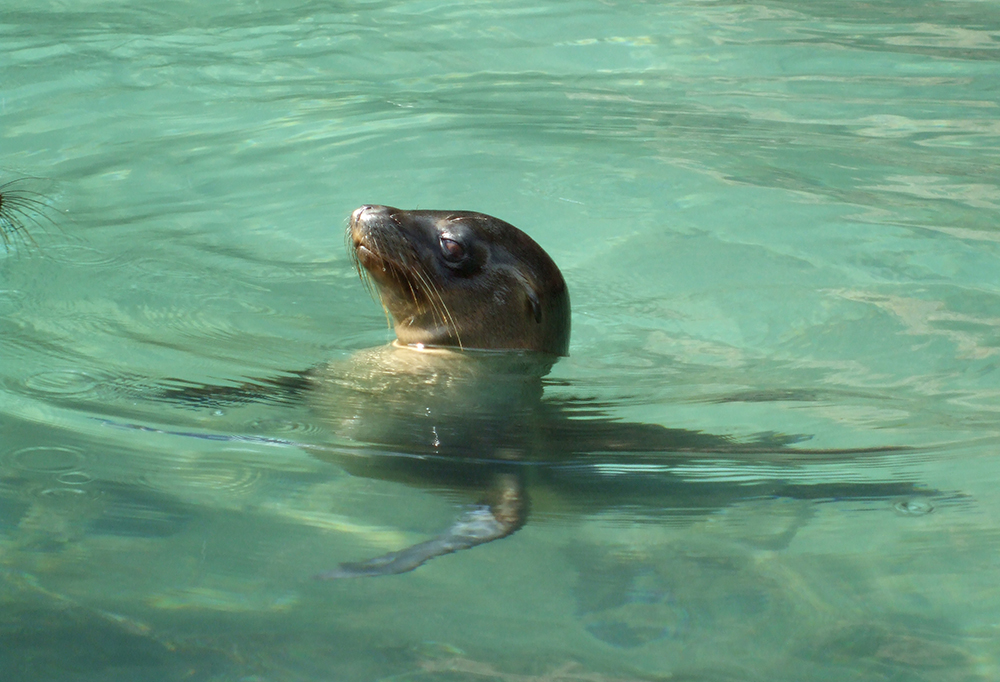 Galápagos Kreuzfahrt auf dem Katamaran Seaman Journey - Lateinamerika