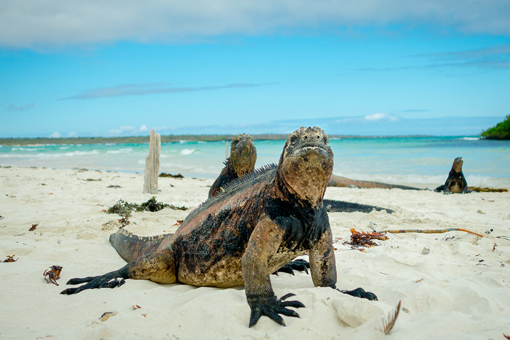 Galápagos Kreuzfahrt auf dem Katamaran Seaman Journey - Lateinamerika