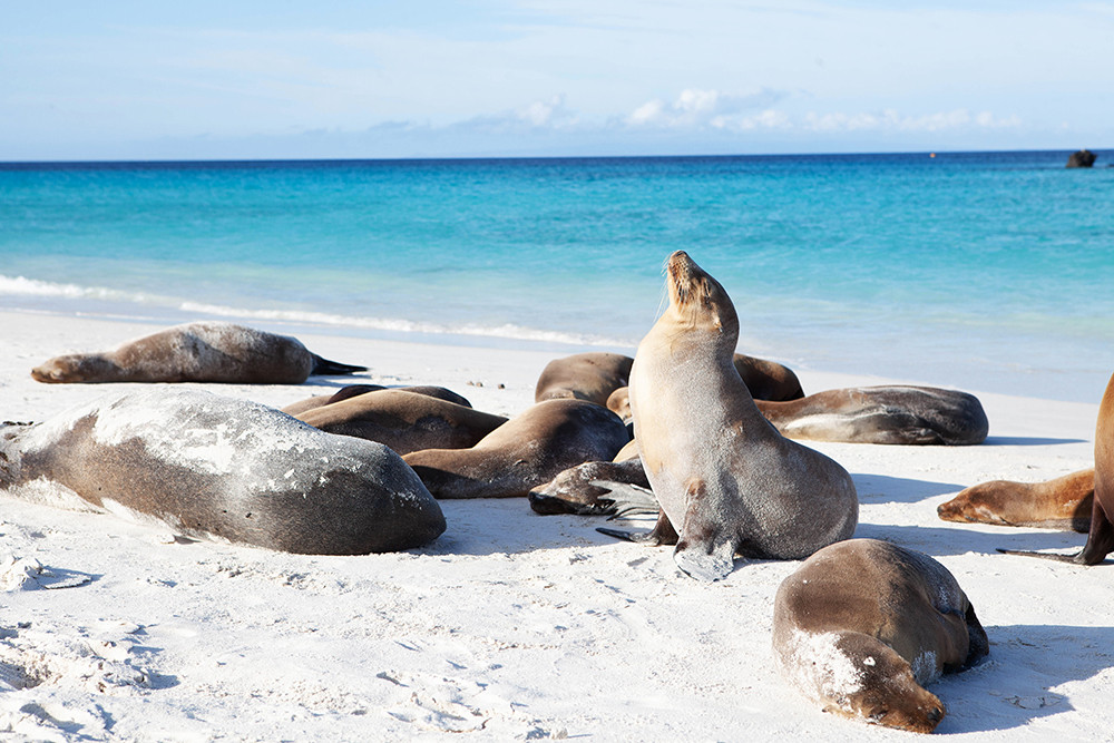 Galápagos Kreuzfahrt auf dem Motorschiff Legend - Lateinamerika