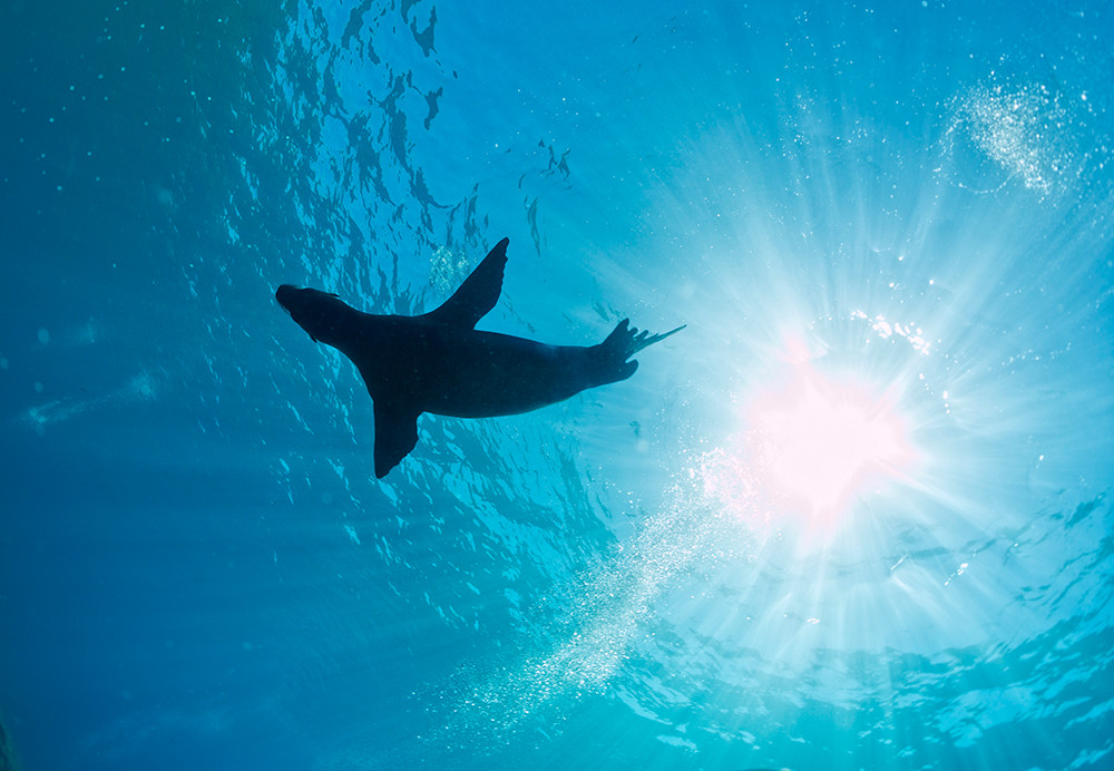 Galápagos Kreuzfahrt auf dem Motorschiff Legend - Lateinamerika