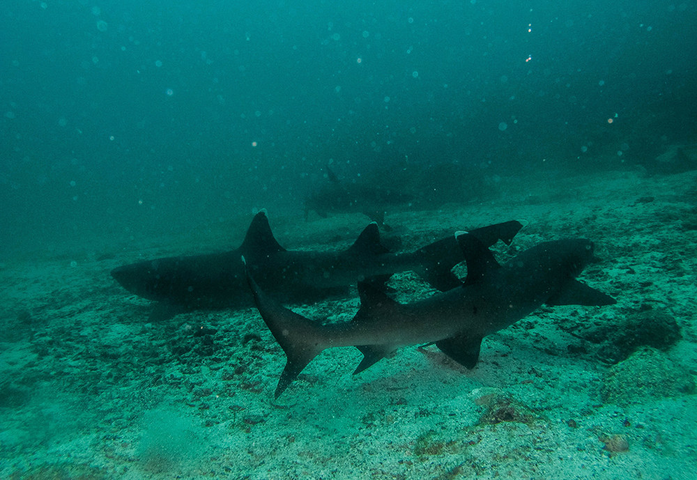 Galápagos Kreuzfahrt auf dem Motorschiff Legend - Lateinamerika