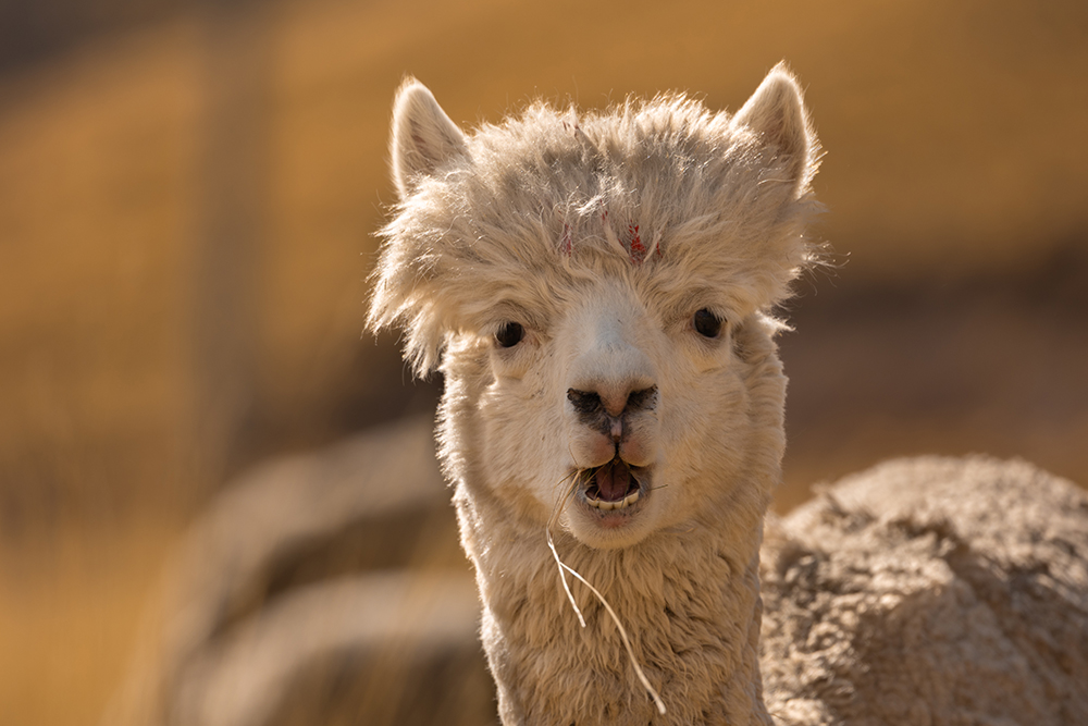 Gruppenreise Höhepunkte im Süden Perus - Lateinamerika
