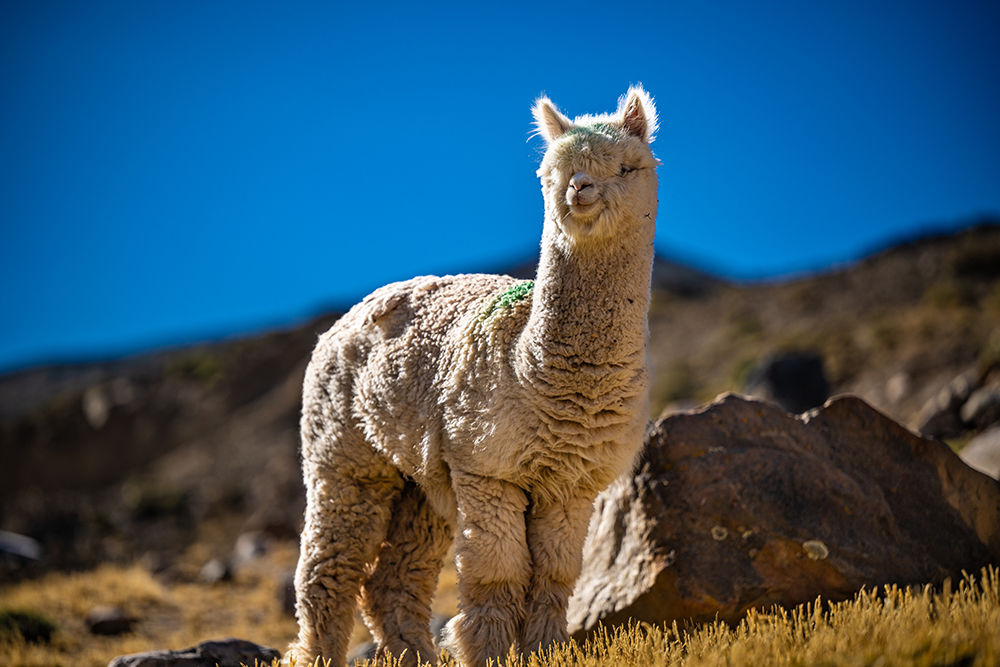 Gruppenreise mit dem eBike durch Peru - Lateinamerika