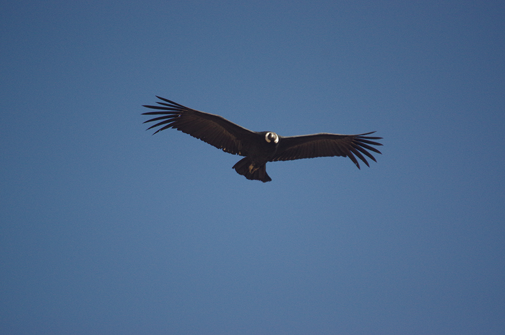 Mietwagenreise Peru & Tierparadies Galápagos - Lateinamerika