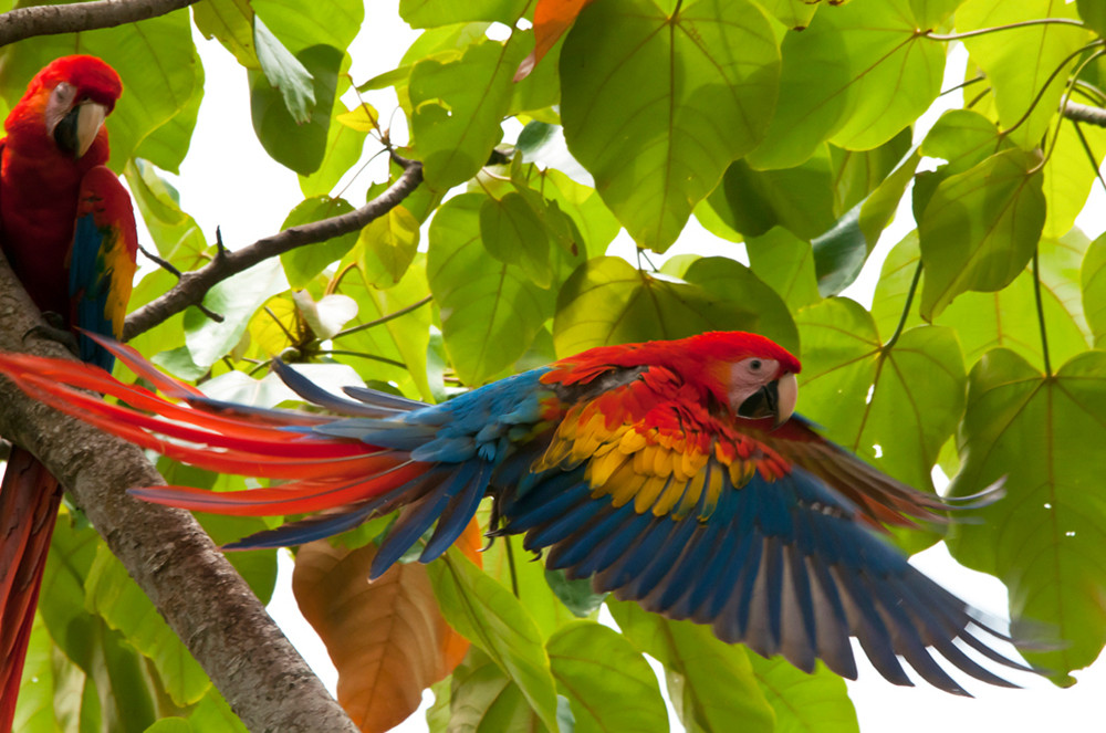 Dschungelerlebnis im Baumhaus - Lateinamerika